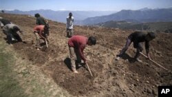 Indian laborers work at a potato field at Nathatop, 110 kilometers from Jammu, India