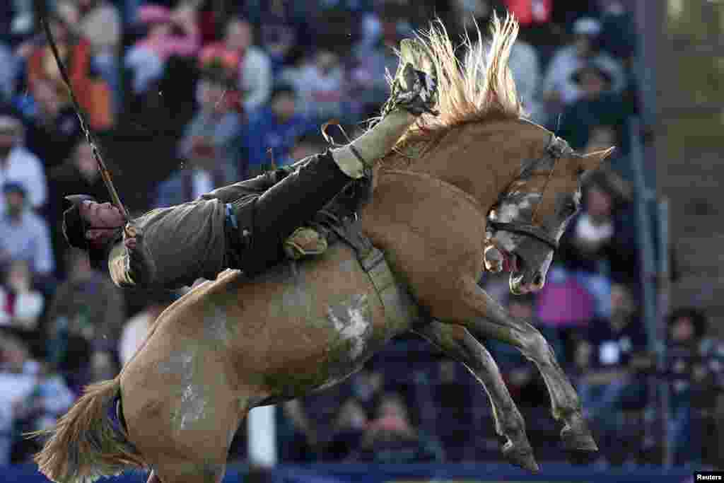 Um gaúcho monta um cavalo selvagem na celebração anual da Semana Criolla em Montevideo, Uruguai, Abril 15, 2014.