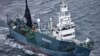 Australia Launches New Protest Against Japanese Whale Hunt