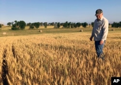 FILE - Farmer John Weinand surveys a drought-plagued wheat field near Beulah, North Dakota, that should be twice as tall as it is, July 13, 2017.