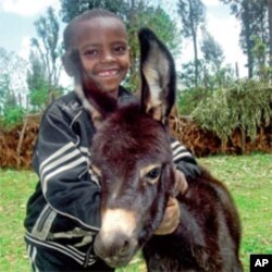 A boy and his donkey in rural Ethiopia. Children often use donkeys to travel to school