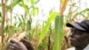 Aggricultura; uma das potencialidades de Moçambique