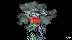 Atomska struktura - u plavoj i zelenoj boji - jednog od antitela koja se vezuju sa virusom HIV - koji je prikazan u sivoj i crvenoj