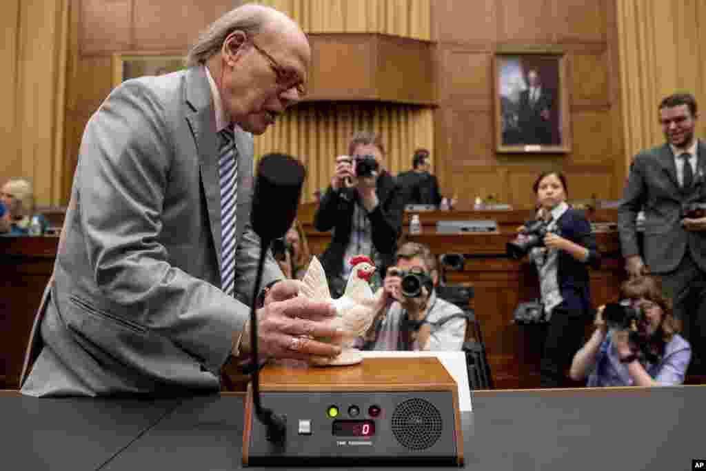 미국&nbsp;의회 법사위원회 청문회에 윌리엄 바 미 법무장관이 나타나지 않은 가운데&nbsp;스티브 코헨&nbsp;법사위 사법소위원장이 불참한 바 장관을 대신해 닭 모형 소도구를 증인석에 놓고 있다.&nbsp;