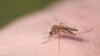 Taiwan Grapples with Record Outbreak of Dengue Fever