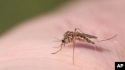 FILE - Dengue fever is spread by mosquitoes.