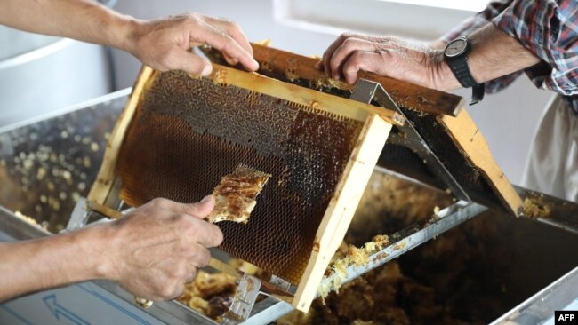 Turkish beekeepers Fehmi Alti, 47, and father Mustafa Alti, 71, scrape the honeycomb frames to prepare the honey extraction, in the village of Cokek, in the Mugla province, southwestern Turkey, Sept. 23, 2021.