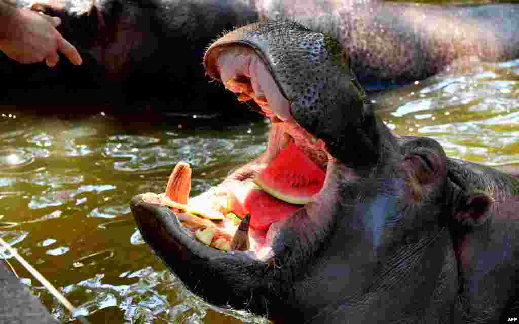 A hippopotamus eats frozen watermelon to cool off at the Bioparco Zoo in Rome during a heat wave.