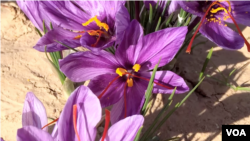 Crocus Flowers in Afghanistan