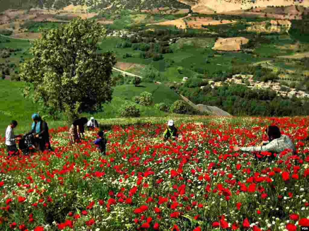 روستای زلان، جوانرود - کرمانشاه عکس: علی اکبر قیطولی (ارسالی شما)