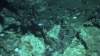 Quiz - Small Organisms in Deep Sea Rocks Eat Methane