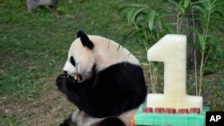 大熊猫美香接受人工授精 或迎第四胎 