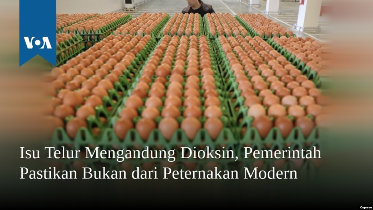 Isu Telur Mengandung Dioksin Pemerintah Pastikan Bukan Dari