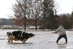 Community members struggle to rescue stranded cattle from a farm after rainstorms caused flooding and landslides in Abbotsford, British Columbia, Canada, November 16, 2021.