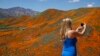 Tens of Thousands Converge on California 'Poppy Apocalypse'