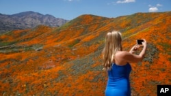 Renee LeGrand, of Foothill Ranch, Calif., takes a picture among wildflowers in bloom, March 18, 2019, in Lake Elsinore, California. 