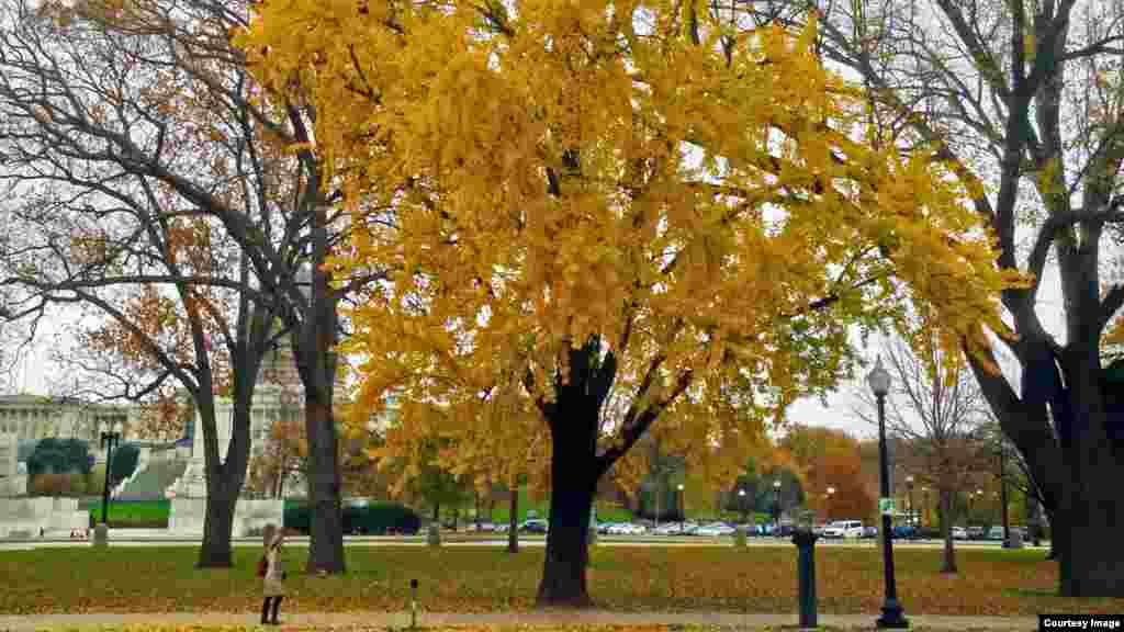  It's a rainy day in Washington, D.C., today. The Capitol Hill area is surrounded by ginkgo trees and a lot of leaves that turned into autumnal colors have fallen. But this particular ginkgo tree keeps all its beautiful fall color in this photo captured by VOA's Diaa Bekheet.