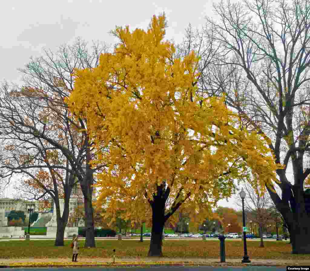 가을비가 내린 미국 수도 워싱턴 DC의 오후. 노란색으로 물든 은행 나무 뒤로 의사당이 보인다.