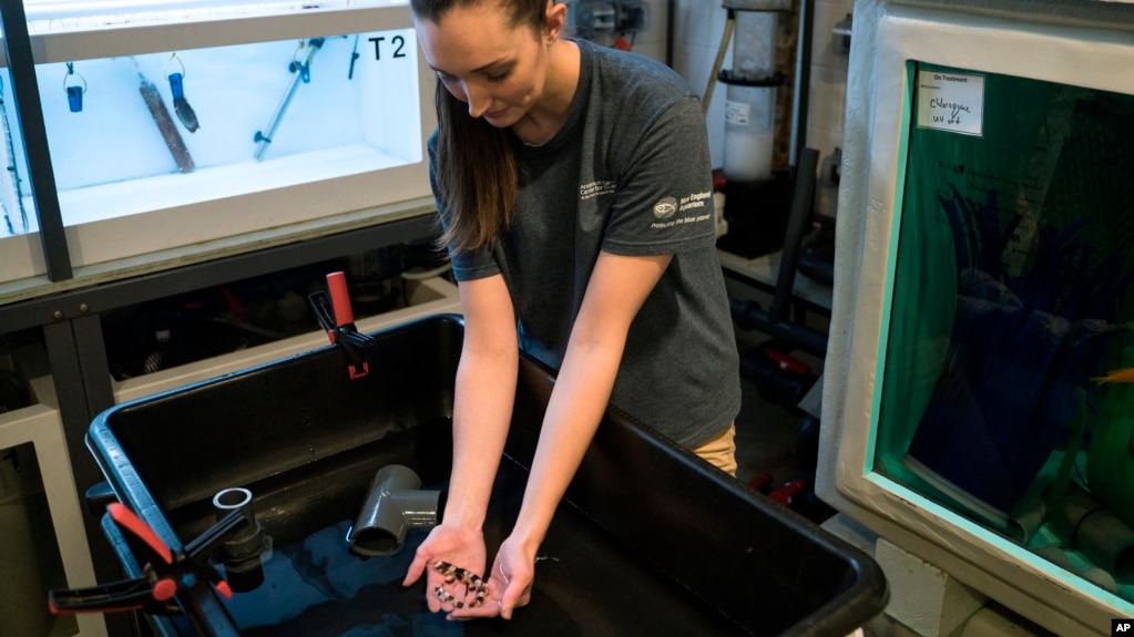 In this February 2019 photo provided by the New England Aquarium, scientist Carolyn Wheeler holds a baby epaulette shark in Quincy, Mass. Scientists have found the baby sharks are less likely to survive to maturity in warming ocean waters.