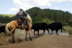 Seorang koboi bernama Rollo Mangus di dekat Ignacio, Colorado 12 Juni 2014. (Foto: Reuters)