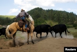 Cowboy Rollo Mangus works to cut mothers and their calves away from the larger herd near Ignacio, Colorado June 12, 2014, part of a management effort to prevent cattle from overgrazing fragile ecosystems on leased public land.