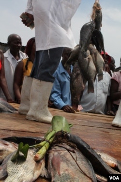 Fishermen at the Ggaba fish auction, Sept 25, 2013 (Hilary Heuler/VOA)