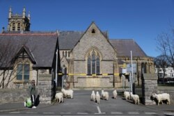 Sekelompok kambing gunung berkeliaran di jalanan kota Llandudno, Wales.