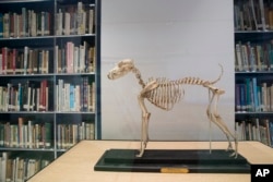 This Wednesday, Jan. 9, 2019, photo shows the skeleton of Belgrave Joe, the foundation sire of both fox terrier wire and smooth bloodlines, on display at the library of the American Kennel Club Museum of the Dog in New York. The museum opens Feb. 8. (AP P