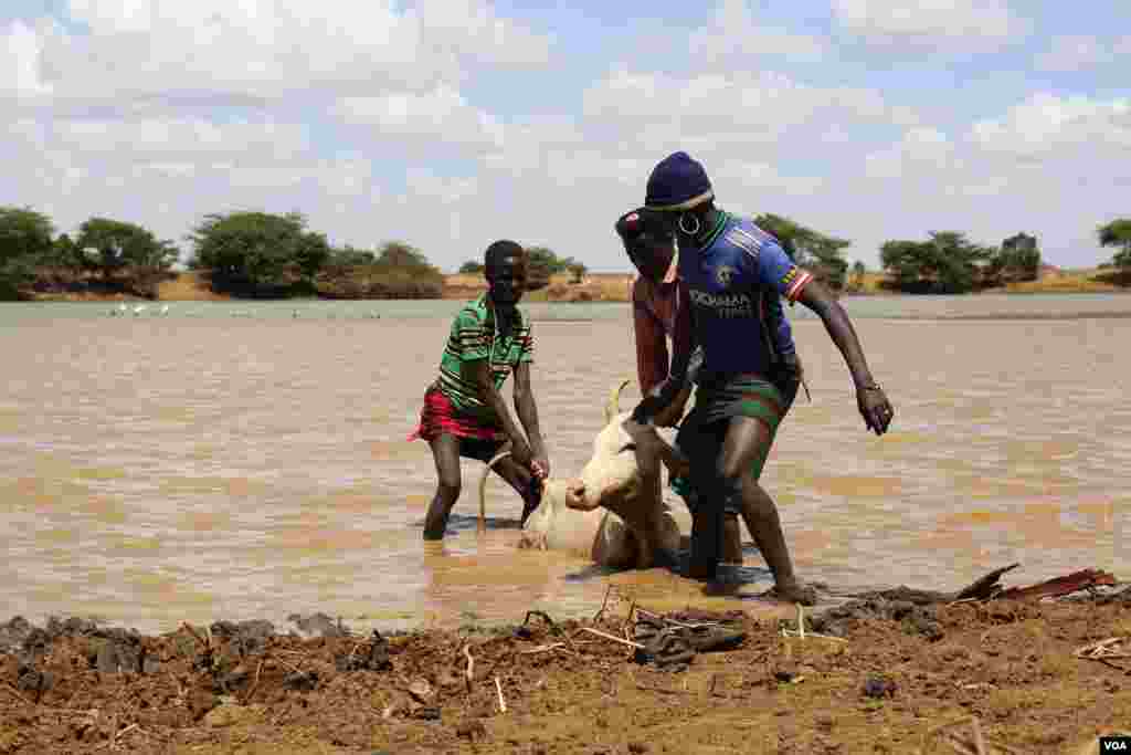 Pokot herders help a weak cow out of the water in Mugie Conservancy, Laikipia, Kenya, March 18, 2017. (Jill Craig/VOA)