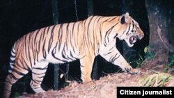 A tiger in Laos. 