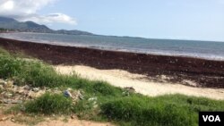 FILE - Sargassum seaweed blankets Lumley beach, Freetown, Sierra Leone, Oct. 1, 2015. (N.de Vries/VOA). 