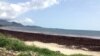 FILE - Sargassum seaweed blankets Lumley beach, Freetown, Sierra Leone, Oct. 1, 2015. (N.de Vries/VOA). 