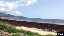 FILE - Sargassum seaweed blankets Lumley beach, Freetown, Sierra Leone, Oct. 1, 2015. (N.de Vries/VOA). 