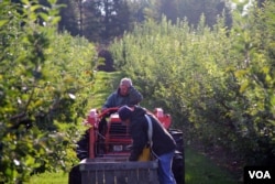 Johnny Hauver works with his team to harvest the last apples of the season in Thurmont, Maryland, Oct. 21, 2016. (V. Macchi/VOA)