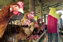 FILE PHOTO - Hens look out their cages as workers catch others into a plastic bag during the culling of chickens at a farm in Suphanburi province, Thailand. (AP Photo/Apichart Weerawong)