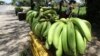 Disease Threatens Banana, the World’s Most Popular Fruit