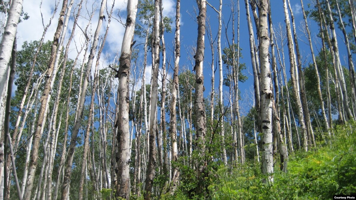 Tree Deaths Linked to Climate Change