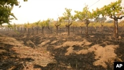 Grape vines sit among the scorched ground ot the Robert Sinskey Vineyard in Napa, Calif., Oct. 9, 2017.