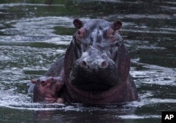 FILE - A baby hippo bobs next to its mother, in Kenya's Maasai Mara Game Reserve.