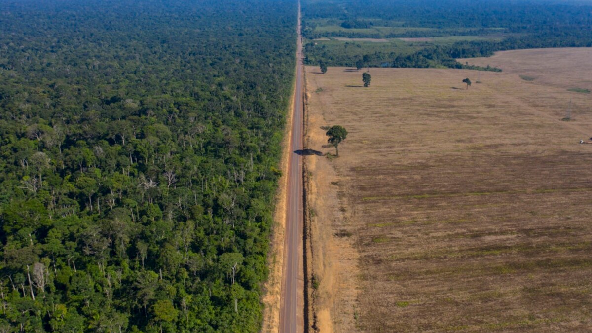 Brazil S Amazon Deforestation Surges To Worst In 15 Years