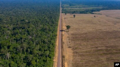 Brazil S Amazon Deforestation Surges To Worst In 15 Years