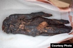 Ancient Mummified Hand Recovered During ICE HSI's Operation Mummy's Hand. Photo courtesy U.S. Immigration and Customs Enforcement