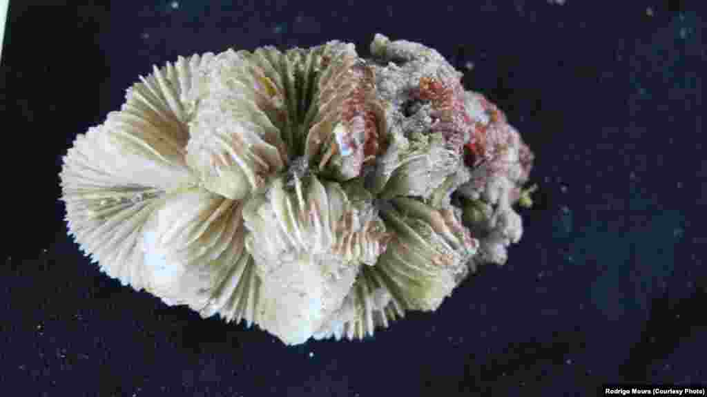 A coral found in the Atlantic Ocean reef, where it meets the Amazon River Plume. 2012 (Credit Rodrigo Moura)