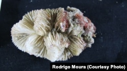 A coral found in the Atlantic Ocean reef, where it meets the Amazon River Plume. 2012 (Credit Rodrigo Moura)