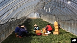 Migrant workers work inside a greenhouse at a farm in Pocheon, South Korea on Feb. 8, 2021. Activists and workers say migrant workers in Pocheon work 10 to 15 hours a day, with only two Saturdays off per month. (AP Photo/Ahn Young-joon)
