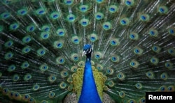 A peacock spreads its tail feathers inside an open-air cage at the Royev Ruchey zoo in the suburb of Krasnoyarsk, Russia, 2018. (REUTERS/Ilya Naymushin)