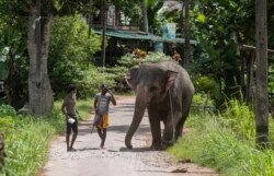 Seorang mahout Sri Lanka, Nishanth (mengenakan topi), berjalan dengan gajah jinak, Suddi, yang baru-baru ini dibebaskan dari tahanan pemerintah setelah perintah pengadilan, di Pannipitiya, pinggiran Kolombo, Sri Lanka, Minggu, 12 September 2021.