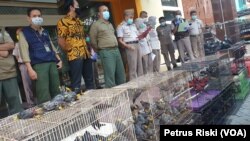 633 satwa jenis burung dan kura-kura hasil penyelundupan diamankan di Balai Besar Karantina Pertanian Surabaya (foto: VOA/Petrus Riski)