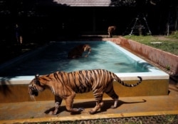 Tigers gather by a pool at their confinement cage in Tiger Kingdom zoo, as Phuket gets ready to open its doors to overseas tourists from July 1 allowing fully vaccinated foreigners to visit the resort island without quarantine, Phuket, Thailand June 28, 2021. (REUTERS/Jorge Silva)