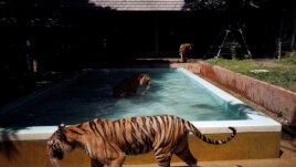 Tigers gather by a pool at their confinement cage in Tiger Kingdom zoo, as Phuket gets ready to open its doors to overseas tourists from July 1 allowing fully vaccinated foreigners to visit the resort island without quarantine, Phuket, Thailand June 28, 2021. (REUTERS/Jorge Silva)